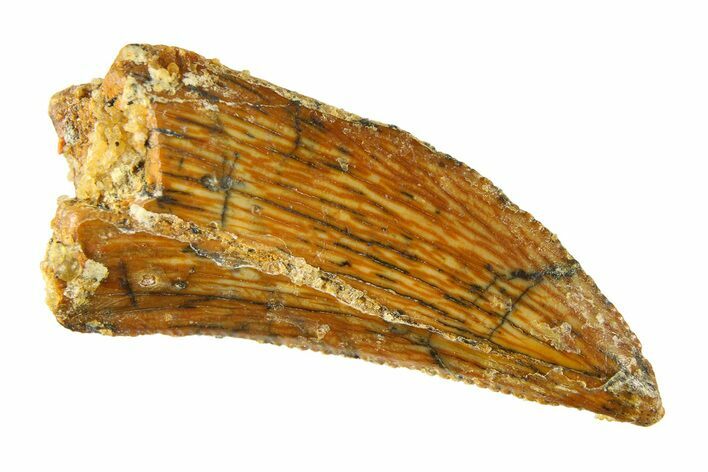 Serrated, Raptor Tooth - Real Dinosaur Tooth #297489